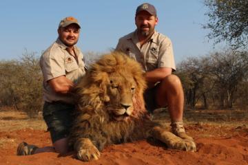 African Lion Hunting