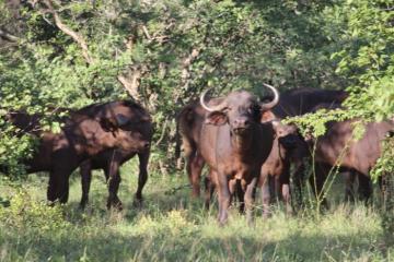 cape buffalo cow in a herd