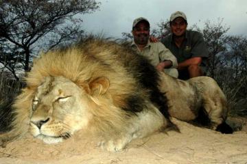 Hunt Your African Lion Now! 1