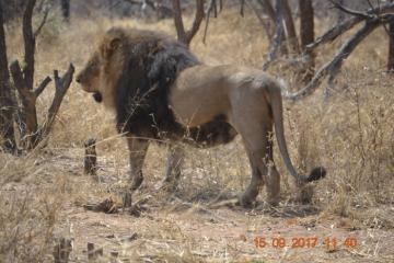 South Africa Spot & Stalk Lioness Hunting Safari 7
