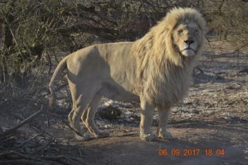 Trophy Lion Hunting Safari in South Africa 7