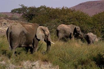 ELEPHANT HUNT IN NAMIBIA 9