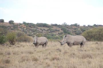 Hunt for Rhinoceros in South Africa 1