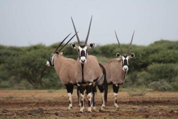 Free State Gemsbok