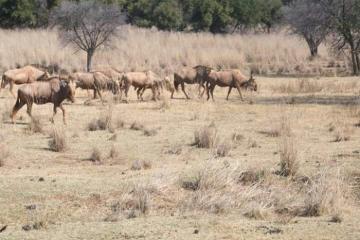 Golden Wildebeest Herd
