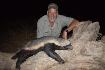 Honey badger night critter