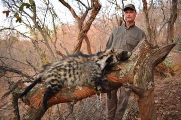 Big civet cat night critter