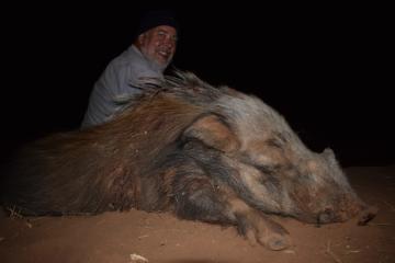 Big trophy bushpig
