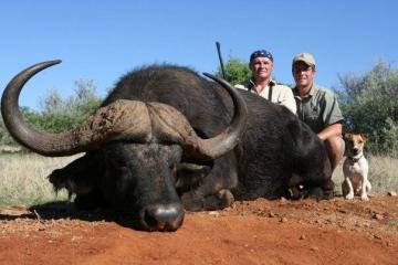 South Africa Cape Buffalo 2