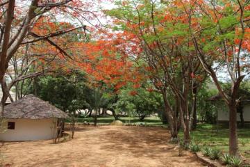 Savanna Camp in Cameroon's Northern Savanna 1