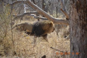 Trophy Blesbuck in South Africa 10