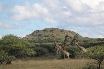 Free State Giraffes