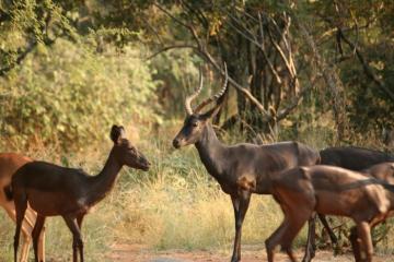 Black Impala Ram with ewes