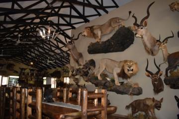 Trophies on wall of free-range hippo lodge