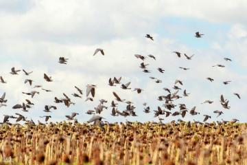 Wing Shooting Hunt in South Africa 6
