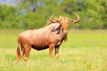 Magnificent Golden Wildebeest bull