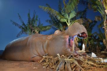 Big free-ranging trophy hippo