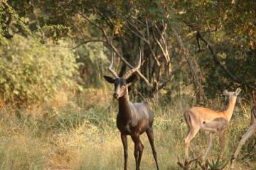 Nice Black Impala Ram