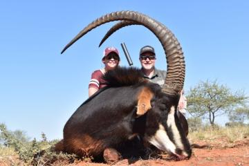 Big trophy sable bull