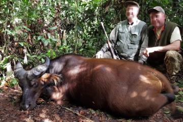 Dwarf Forest Buffalo Hunt in Cameroon 4