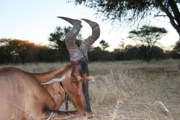 Namibia 6 / Day 5 Animal Safari Package 2