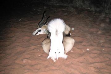 Namibia 6 / Day 5 Animal Safari Package 7