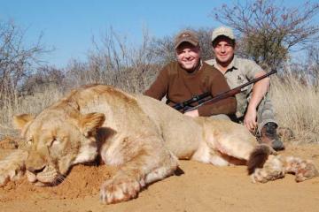 South Africa lioness