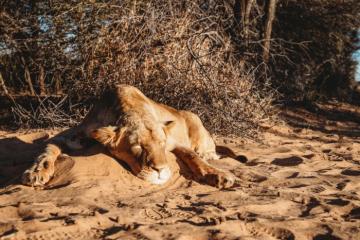 South Africa Big Five Hunt