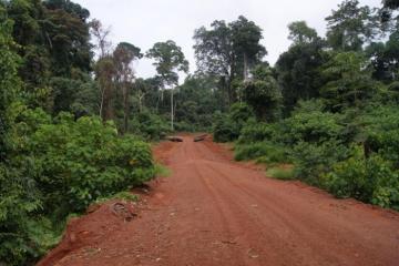 Rain Forest Road