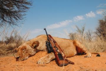 Hunt Lion in the Kalahari