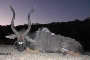 Nyala Bow Hunted in South Africa