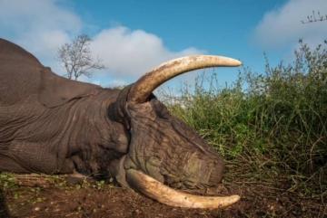 Elephant Hunt in Zimbabwe 8