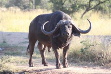 Giant Cape Buffalo