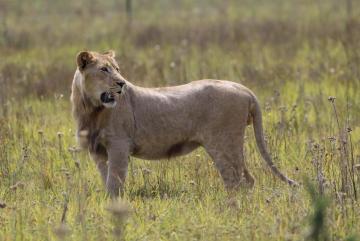 hunt lions in south Africa