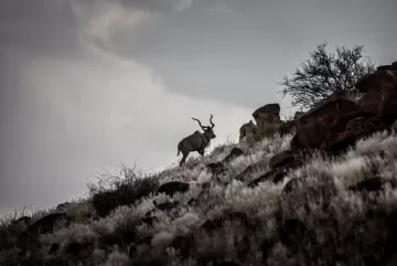 Kudu on a hillside in Southern Namibia