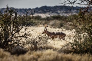 Southern Namibia Impala