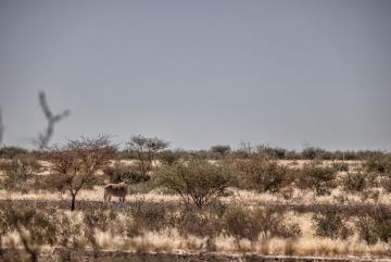 Kudu at a distance