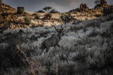 Twilight Kudu