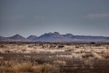 Herd of Gemsbok