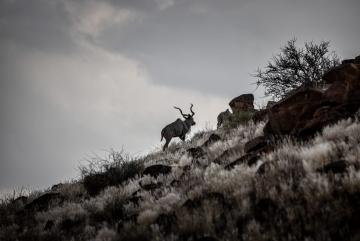 Greater Southern Kudu