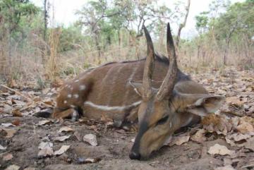 Roan Hunting Safari in Cameroon 18
