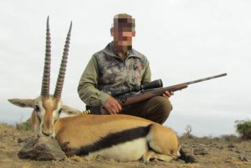 Big trophy Thompson's gazelle