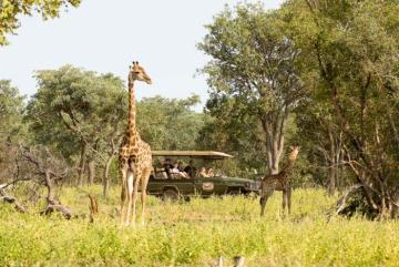 Photographing Giraffes