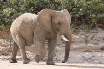 Northern NAMIBIA ELEPHANT HUNT 6