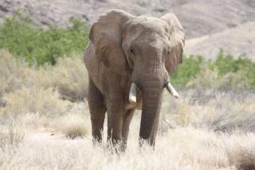 ELEPHANT HUNT IN NAMIBIA 4