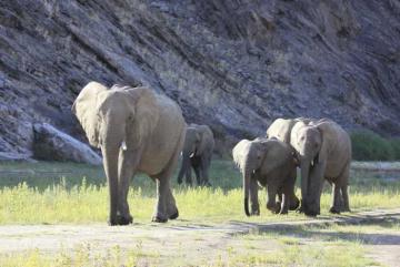 Northern NAMIBIA ELEPHANT HUNT 8