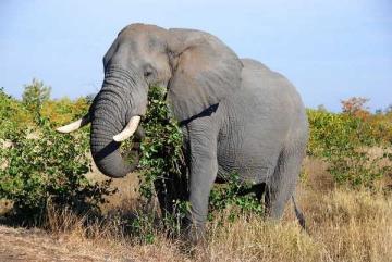 African Elephant Hunting African Elephant Hunting