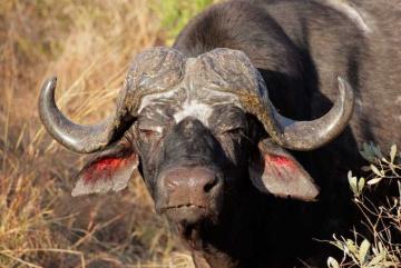 Cape Buffalo Hunting Cape Buffalo Hunting