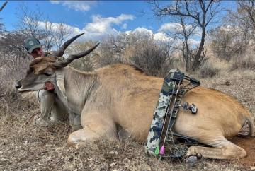 Eland Bowhunting in Africa