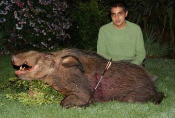 Bushpig Hunt on Bait in South Africa 7